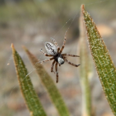 Badumna sp. (genus) (Lattice-web spider) at Aranda, ACT - 29 Nov 2017 by CathB