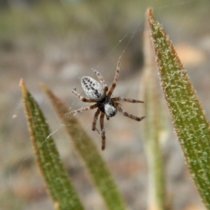 Badumna sp. (genus) at Aranda, ACT - 29 Nov 2017