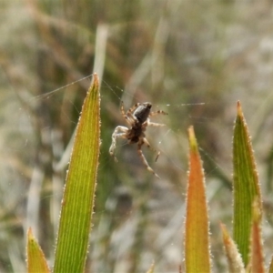 Badumna sp. (genus) at Aranda, ACT - 29 Nov 2017 11:14 AM