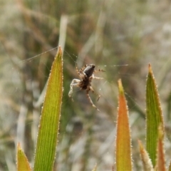 Badumna sp. (genus) at Aranda, ACT - 29 Nov 2017