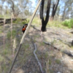 Arsipoda holomelaena (Red-legged flea beetle) at Aranda Bushland - 28 Nov 2017 by AndyRussell