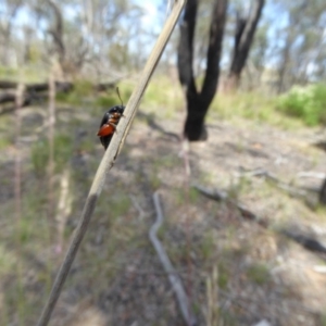 Arsipoda holomelaena at Belconnen, ACT - 29 Nov 2017