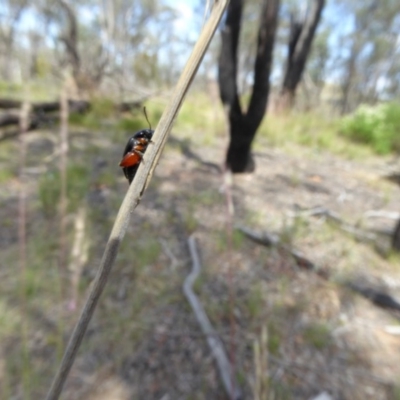 Arsipoda holomelaena (Red-legged flea beetle) at Belconnen, ACT - 28 Nov 2017 by AndyRussell