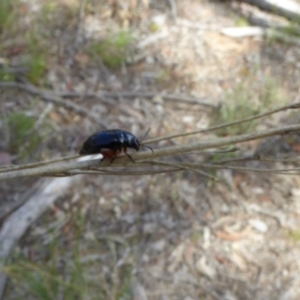 Arsipoda holomelaena at Belconnen, ACT - 29 Nov 2017 10:10 AM