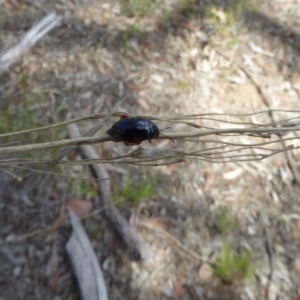 Arsipoda holomelaena at Belconnen, ACT - 29 Nov 2017