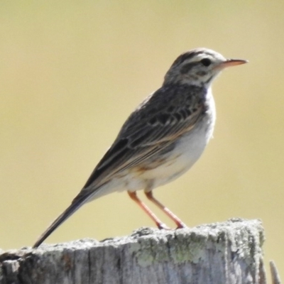 Anthus australis (Australian Pipit) at Tennent, ACT - 28 Nov 2017 by JohnBundock