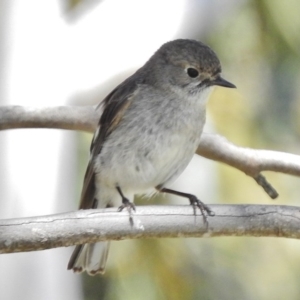 Petroica phoenicea at Rendezvous Creek, ACT - 29 Nov 2017 09:56 AM