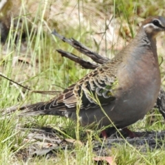 Phaps chalcoptera (Common Bronzewing) at Rendezvous Creek, ACT - 29 Nov 2017 by JohnBundock