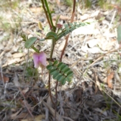 Indigofera adesmiifolia (Tick Indigo) at Belconnen, ACT - 28 Nov 2017 by AndyRussell