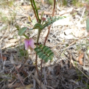 Indigofera adesmiifolia at Belconnen, ACT - 29 Nov 2017 10:16 AM