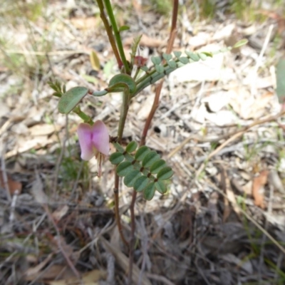 Indigofera adesmiifolia (Tick Indigo) at Belconnen, ACT - 28 Nov 2017 by AndyRussell