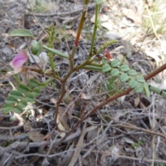 Indigofera adesmiifolia at Belconnen, ACT - 29 Nov 2017 10:16 AM