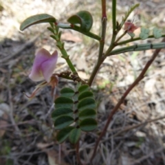 Indigofera adesmiifolia at Belconnen, ACT - 29 Nov 2017