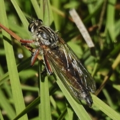 Dolopus rubrithorax (Large Brown Robber Fly) at Namadgi National Park - 28 Nov 2017 by JohnBundock