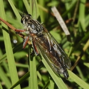 Dolopus rubrithorax at Rendezvous Creek, ACT - 29 Nov 2017