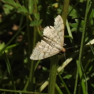 Scopula rubraria at Rendezvous Creek, ACT - 29 Nov 2017 11:16 AM