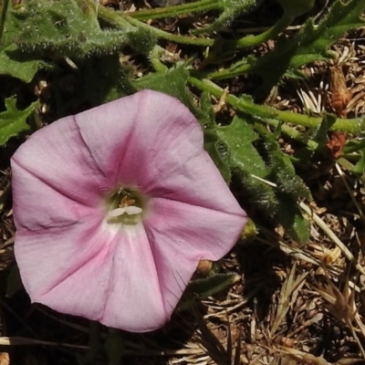 Convolvulus angustissimus subsp. angustissimus (Australian Bindweed) at Rendezvous Creek, ACT - 29 Nov 2017 by JohnBundock