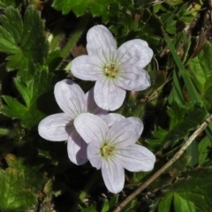 Geranium (genus) (Geranium) at Rendezvous Creek, ACT - 29 Nov 2017 by JohnBundock