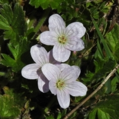 Geranium sp. (Geranium) at Rendezvous Creek, ACT - 29 Nov 2017 by JohnBundock