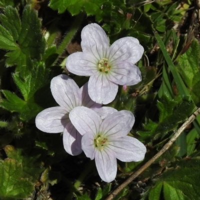 Geranium (genus) (Geranium) at Rendezvous Creek, ACT - 29 Nov 2017 by JohnBundock