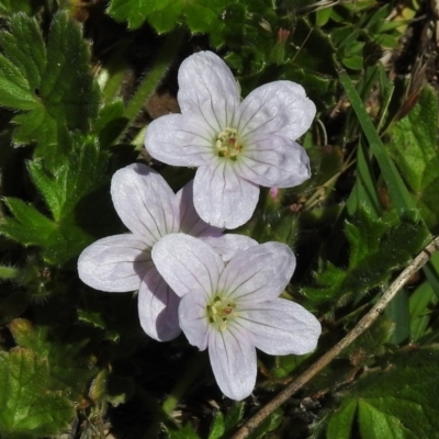 Geranium sp. (Geranium) at Rendezvous Creek, ACT - 29 Nov 2017 by JohnBundock