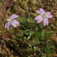 Epilobium sp. (A Willow Herb) at Rendezvous Creek, ACT - 29 Nov 2017 by JohnBundock