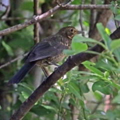 Turdus merula (Eurasian Blackbird) at Molonglo Valley, ACT - 28 Nov 2017 by RodDeb