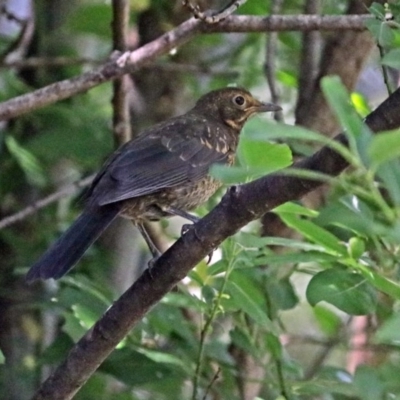 Turdus merula (Eurasian Blackbird) at Molonglo Valley, ACT - 29 Nov 2017 by RodDeb