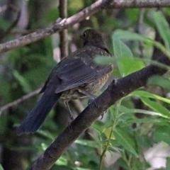 Turdus merula at Molonglo Valley, ACT - 29 Nov 2017 10:25 AM