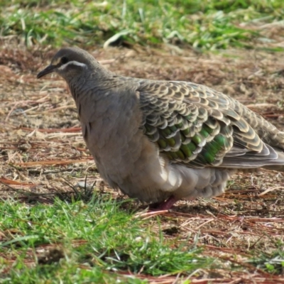 Phaps chalcoptera (Common Bronzewing) at Molonglo Valley, ACT - 5 Jun 2017 by RodDeb