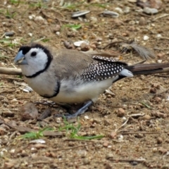 Stizoptera bichenovii (Double-barred Finch) at Molonglo Valley, ACT - 4 Apr 2017 by RodDeb