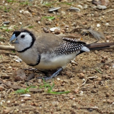 Stizoptera bichenovii (Double-barred Finch) at National Zoo and Aquarium - 4 Apr 2017 by RodDeb