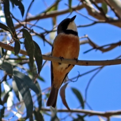 Pachycephala rufiventris (Rufous Whistler) at Yarralumla, ACT - 23 Oct 2017 by RodDeb