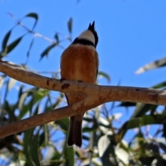 Pachycephala rufiventris at Yarralumla, ACT - 23 Oct 2017