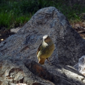 Ptilonorhynchus violaceus at Molonglo Valley, ACT - 29 Nov 2017