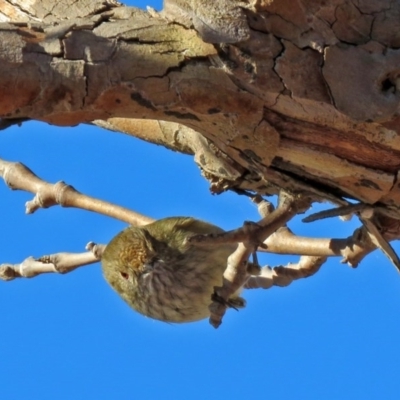 Acanthiza pusilla (Brown Thornbill) at Molonglo Valley, ACT - 13 Jun 2017 by RodDeb