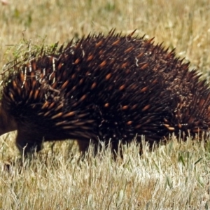 Tachyglossus aculeatus at Canberra Central, ACT - 16 Oct 2017