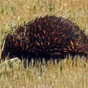 Tachyglossus aculeatus at Canberra Central, ACT - 16 Oct 2017