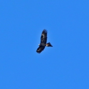 Aquila audax at Hume, ACT - 23 May 2017 12:49 PM