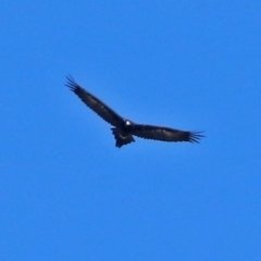 Aquila audax at Hume, ACT - 23 May 2017 12:49 PM