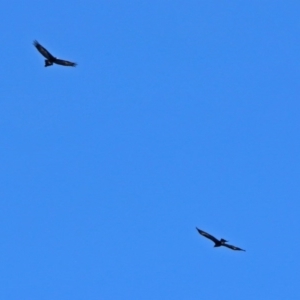 Aquila audax at Hume, ACT - 23 May 2017 12:49 PM