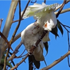 Cacatua sanguinea (Little Corella) at Gowrie, ACT - 7 Jul 2017 by RodDeb