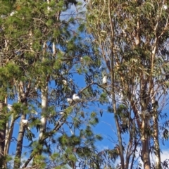 Cacatua sanguinea at Gowrie, ACT - 7 Jul 2017