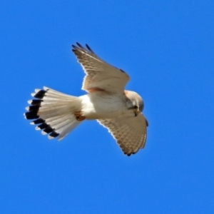 Falco cenchroides at Gilmore, ACT - 6 Sep 2017