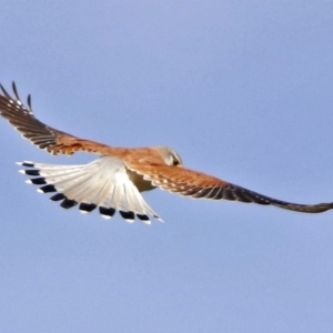 Falco cenchroides at Gilmore, ACT - 6 Sep 2017