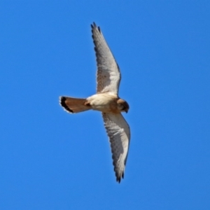 Falco cenchroides at Gilmore, ACT - 6 Sep 2017 10:26 AM