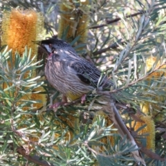 Anthochaera carunculata (Red Wattlebird) at ANBG - 14 Aug 2015 by RodDeb