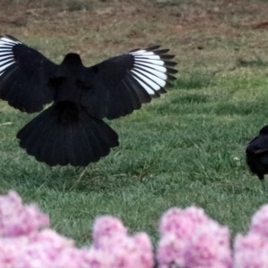 Corcorax melanorhamphos at Canberra, ACT - 16 Sep 2017 05:35 PM