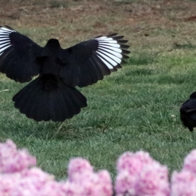 Corcorax melanorhamphos (White-winged Chough) at Commonwealth & Kings Parks - 16 Sep 2017 by RodDeb