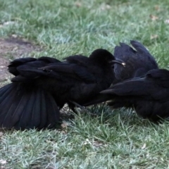 Corcorax melanorhamphos at Canberra, ACT - 16 Sep 2017